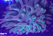Evergreen Bubble Tip Anemone * Live Coral Frag * AJs Aquariums
