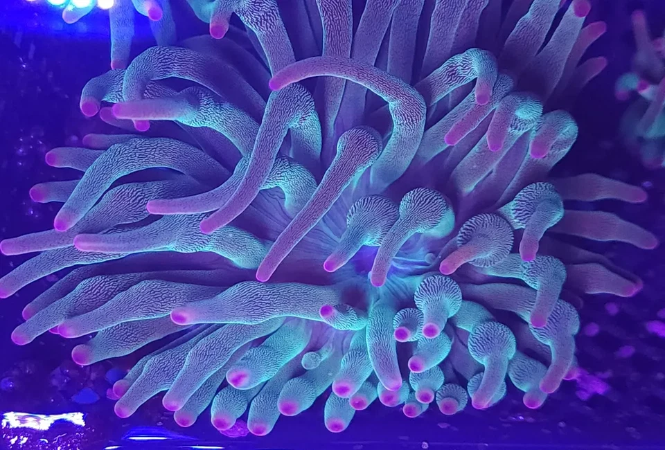 Evergreen Bubble Tip Anemone * Live Coral Frag * AJs Aquariums