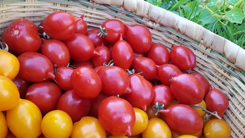 10 graines de tomate très ancienne PIENNOLO del VESUVIO tomato seeds m.bio - Foto 5 di 12