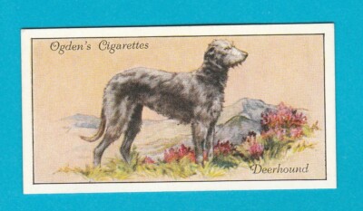HUNDE - OGDENS LTD. - KARTE NR. 10 - Hirschhund - 1936