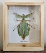 LEAF INSECT PHYLLIUM BIOCULATUM IN FRAMED SHADOW BOX SIZE 5"X6"