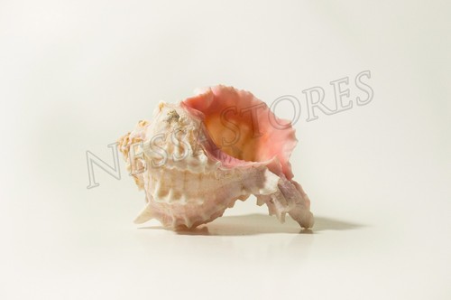 Cáscara de mar de cangrejo ermitaño ermitaño rosa Murex Phyllonotus erithrostomu 4"" - 4 1/2"" (24 piezas) - Imagen 3 de 4