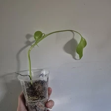 Monstera Deliciosa Swiss Cheese Live Plant Evergreen Plant ROOTED 2.5 Inch