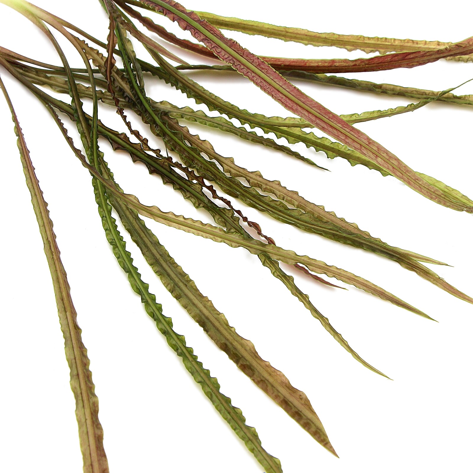 Cryptocoryne Retrospiralis Live Aquarium Plants Tropical Aquascaping