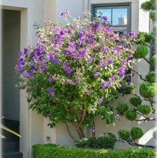 Tibouchina urvilleana | Glory Bush | Princess Flower | 100 Seeds