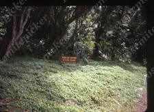 sl10  Original slide 1980's Hawaii Wailua River State Park 290a
