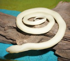 Glow in the Dark Snake - Retired Safari Ltd.