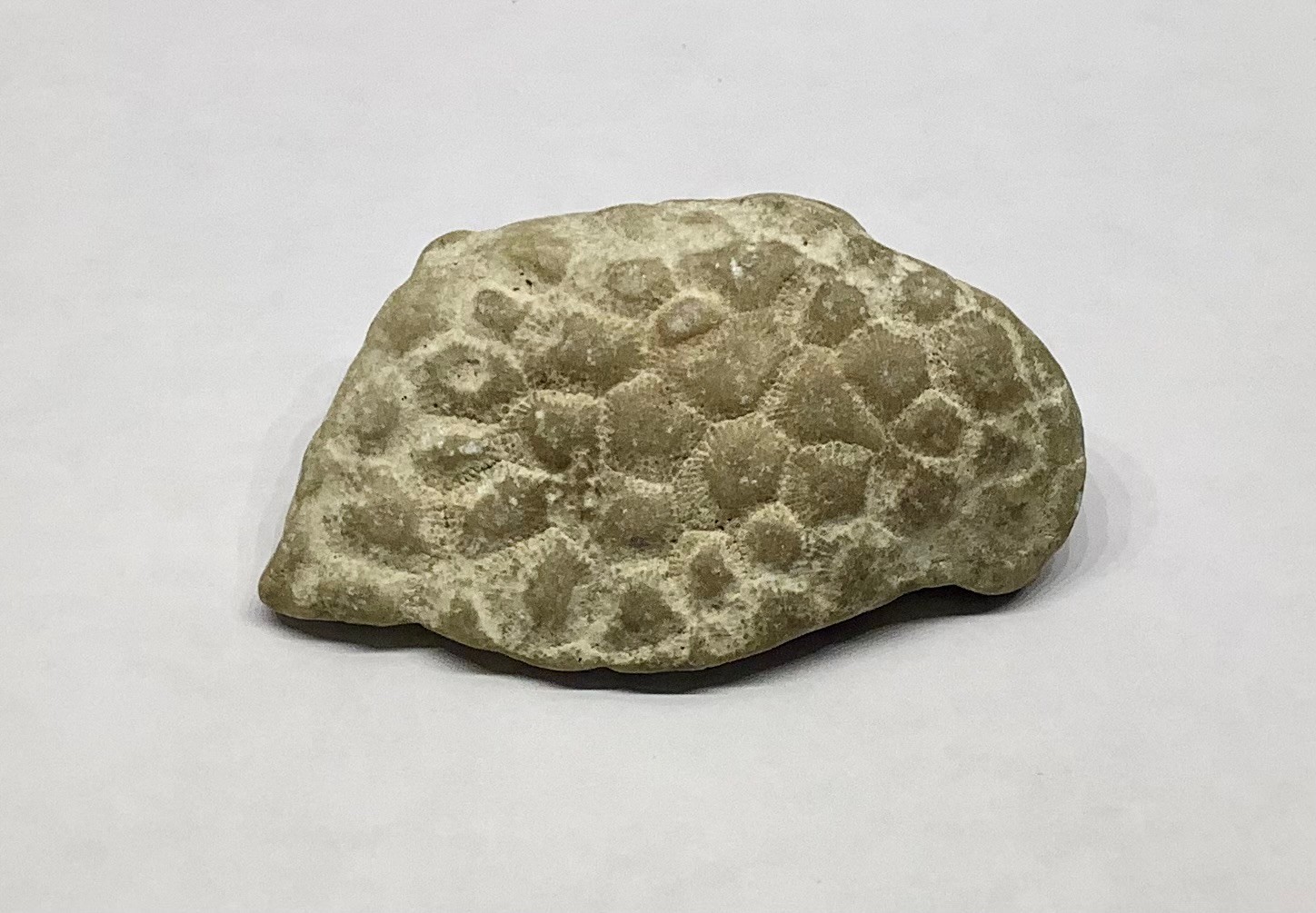 Petoskey Stone Coral Rock Fossil Collectible 2.25 oz 63g Unpolished Michigan