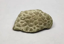Petoskey Stone Coral Rock Fossil Collectible 2.25 oz 63g Unpolished Michigan