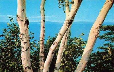 Birch Trees & Perfect Blue Sky Minnesota(?) Vintage Chrome PC Unused