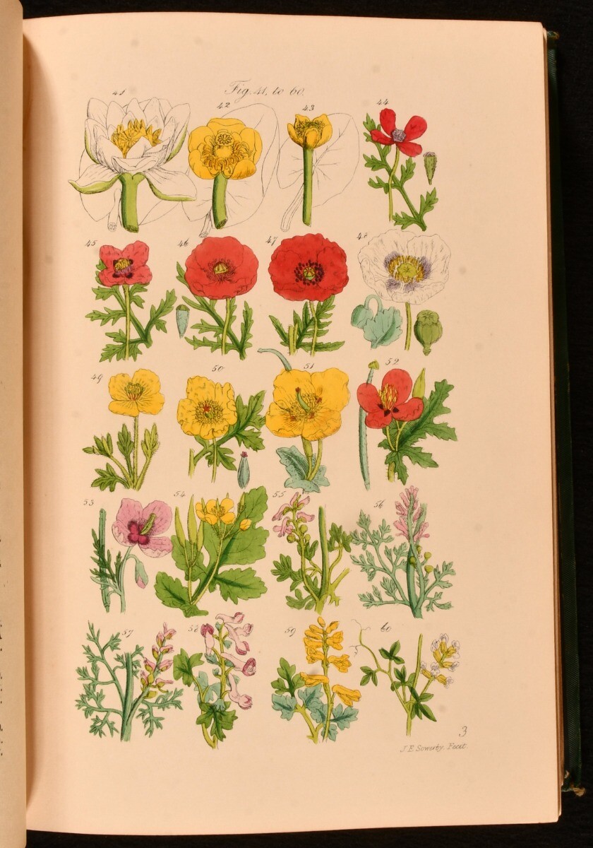1894 British Wild Flowers John E Sowerby C Pierpoint Johnson