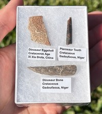Dinosaur Fossil Collection Pterosaur Tooth Theropod Eggshell etc in Display Box