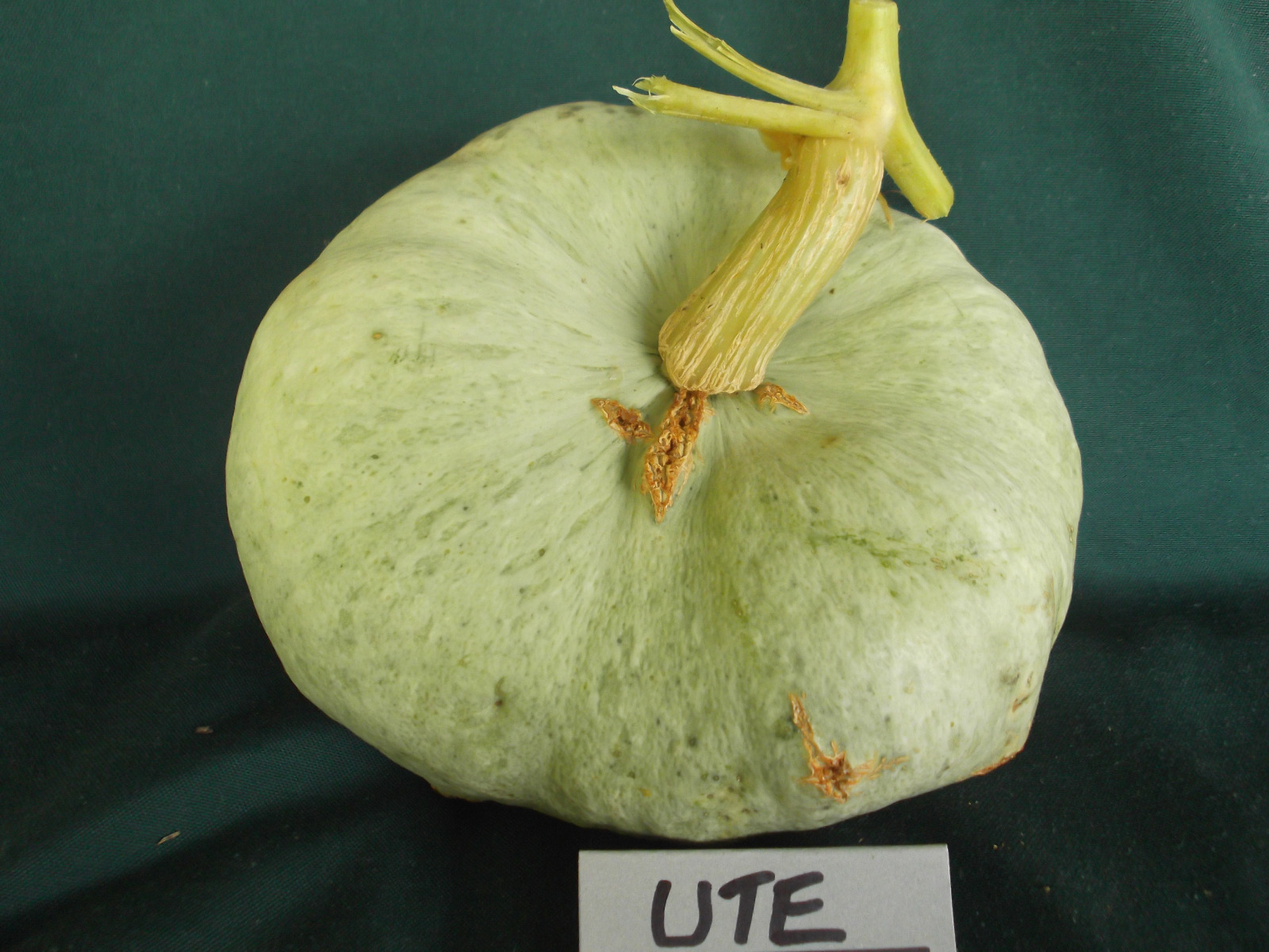 Pumpkin UTE INDIANPumpkin SeedsTASTY NATIVE AMERICAN HEIRLOOMSOLD OUT. eBay