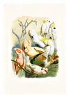 Reichenow Parrots 28 A4 High Quality Art Print