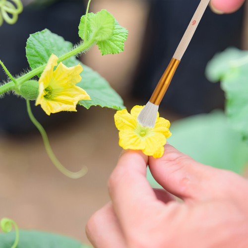 8Pcs Pollination Tool Kit For Handheld Fruit And Vegetable Pollination - Picture 6 of 12