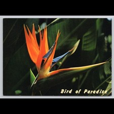Vintage Postcard Bird of Paradise Flower Unposted Scenic Collectible View