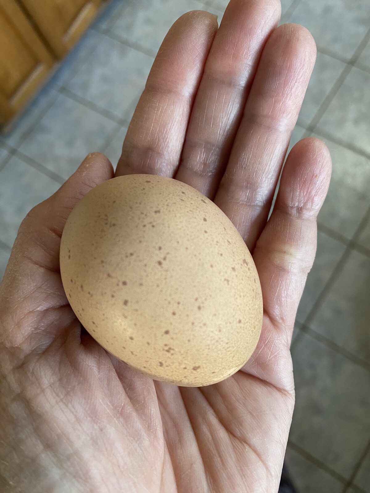 10 Black/ Chocolate English Orpington Hatching Eggs Large Full Supper Fluffy. Love Gorey