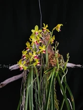 Sweetara Wong Yit Hoe "Leprechaun"      *FRAGRANT*   L