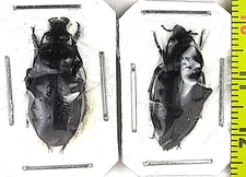 Carabidae, Carabus (Semnocarabus) erosus erosus pair A1, Kyrgyzstan