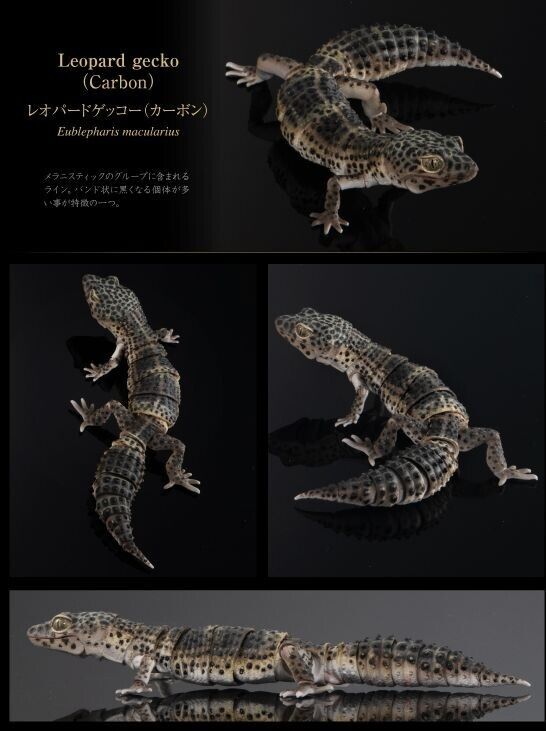 Bandai Gashapon Leopard Gecko Action Figure ADVANCE Carbon 18cm