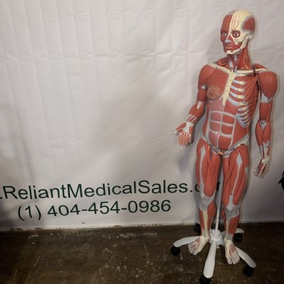 3B Scientific Human deluxe life size removable organs musculature Anatomy ￼