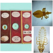  on The Hot Collector