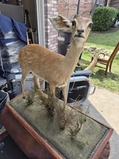 South African Steenbok Taxidermy Full Body Mount/Pedestal Nature Scene