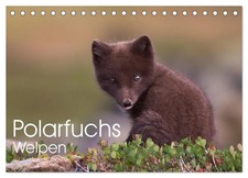 Polarfuchs-Welpen (Tischkalender 2026 DIN A5 quer), CALVENDO Monatskalender Kuhn
