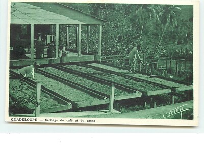 GUADELOUPE - Trocknung von Kaffee und Kakao - 5595
