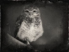 Create Approx: *4.50"x 5.50" Half-Plate Tintype From Your favorite  Photograph