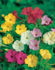 35 SEEDS - four o'clock MIXED FOUR O CLOCKS GroCo USA - BUY ANY 15 - SHIPS FREE