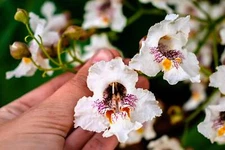 50 Flowering NORTHERN CATALPA Speciosa TREE Seeds (aka Western Catalpa or Catawb