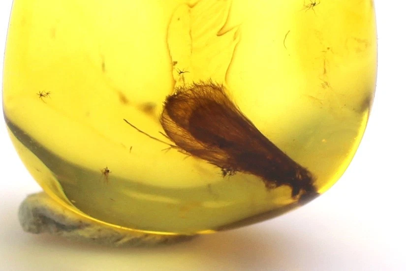 Ciondolo ambra baltica con grande inclusione di insetti MOTH, argento 925, 0,... - Immagine 2 di 4