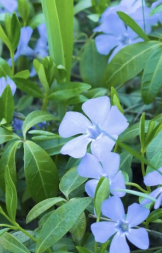 10x Vinca Minor blau Ableger Pflanzen Bodendecker Immergrün Winterhart Robust