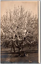 Blooming Orchard Tree, Dense Blossoms & Surrounding Trees, RPPC Photo, Postcard