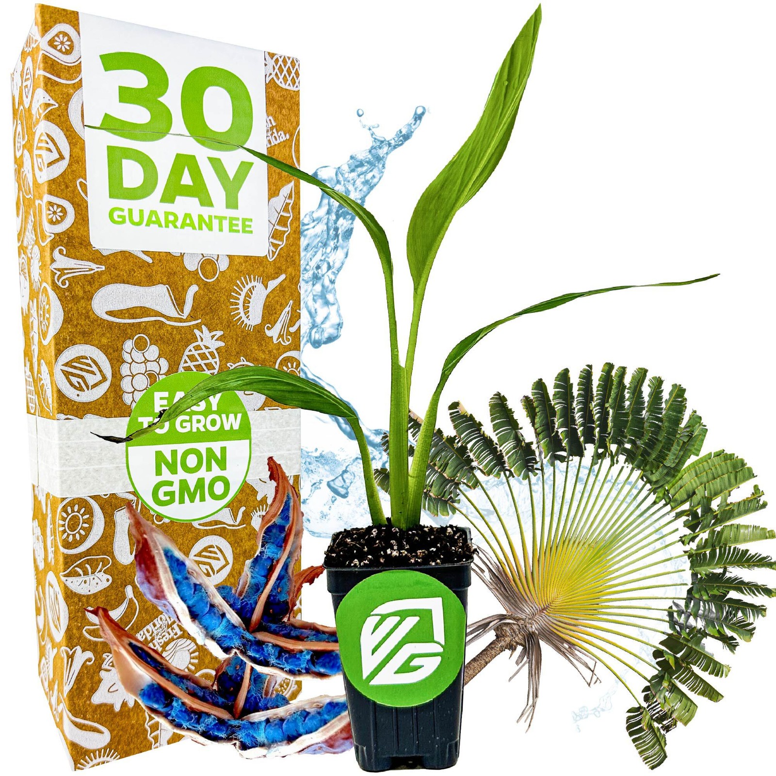 Traveler's Tree (Traveler's Palm) - Ravenala madagascariensis - Wellspring Garde