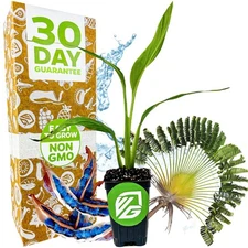 Traveler's Tree (Traveler's Palm) - Ravenala madagascariensis - Wellspring Garde