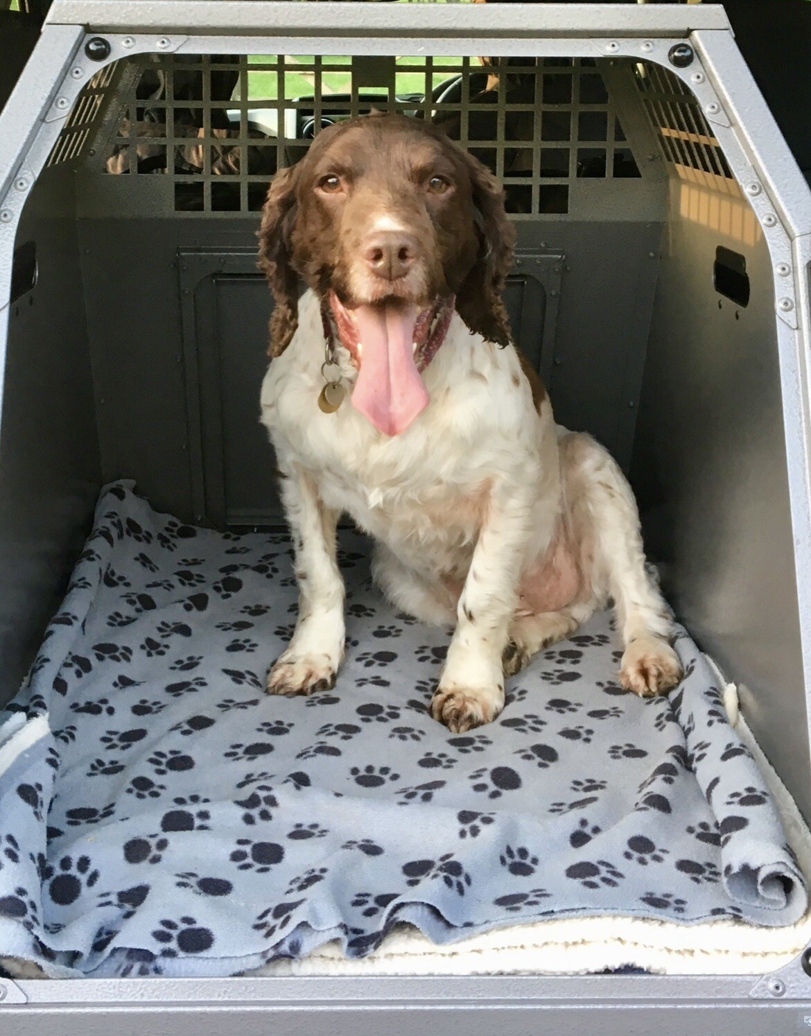 Trans K9 B23 Dog Crate eBay