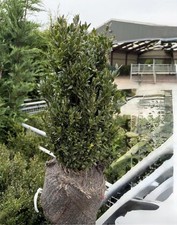 5 Box Hedging 40/50 Root Ball Plant Excellent Roots