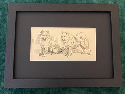 Samoyed ''Duo''  MATTED | FRAMED | READY TO GIFT - 1950 Vintage Dog Art Print