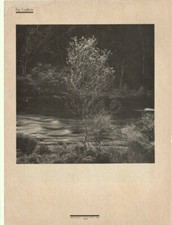 Vintage 1986 Original BW Magazine Print Page British landscape tree photography
