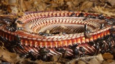 20,008 Dermestid Beetle Starter Colony - All stages of life