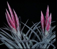 Tillandsia Tropiflora X Chiapensis “Correale”