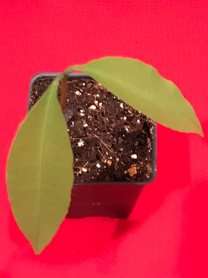 Achachairu Garcinia Humilis Orange Bolivian Mangosteen Tropical Fruit Tree Plant - Image 4 of 4