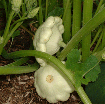 Zucchini Custard white Ufo weiss