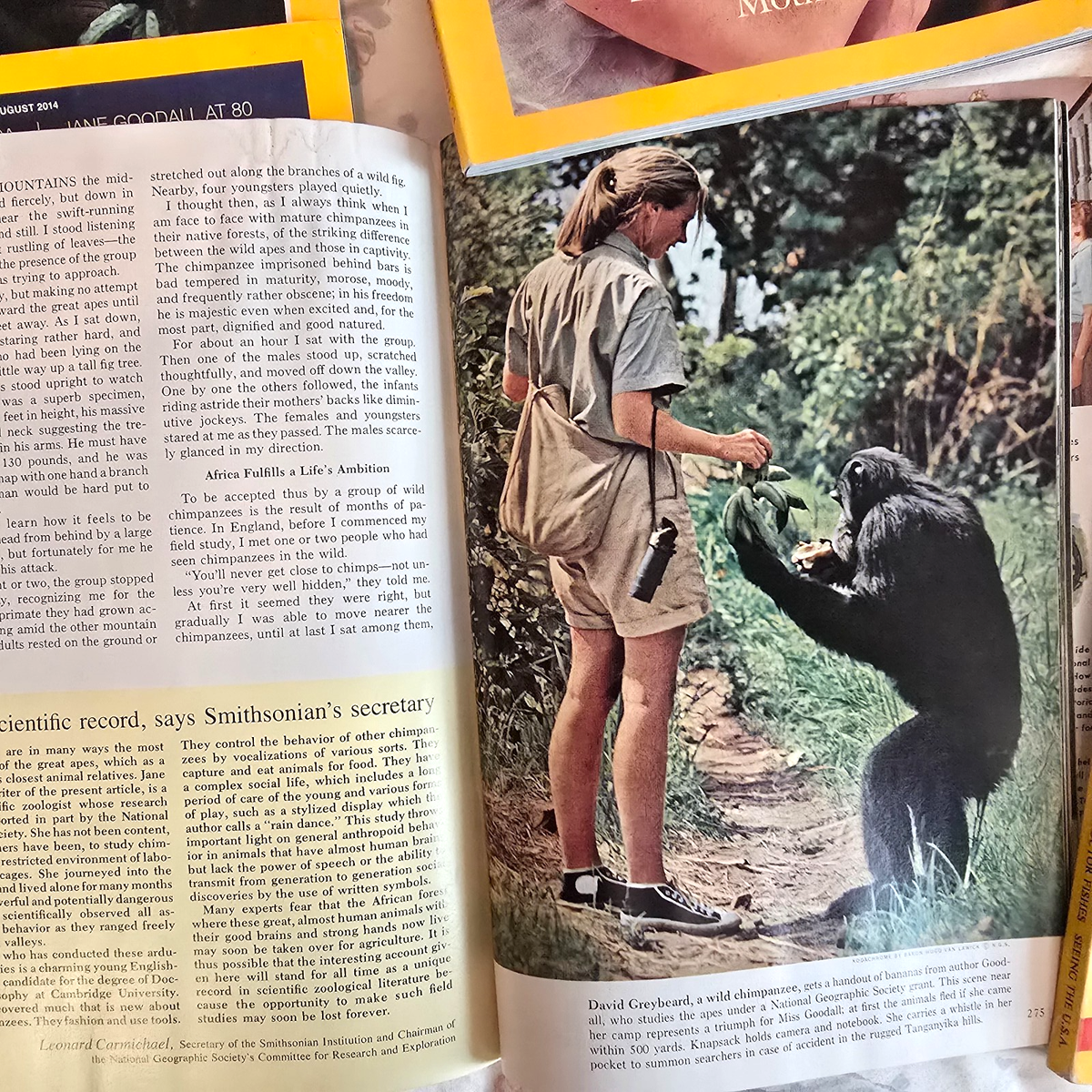 Lot 7 National Geographic 1963 1965 2017 2014 1995 2003 Jane