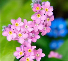 6 x Forget Me Not Myosotis PINK 'Mon Amie' Large Plug Plants