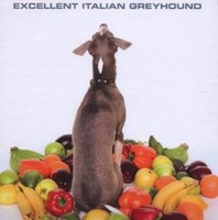Excellent Italian Greyhound
