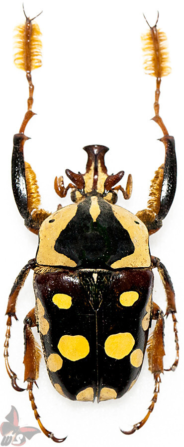 Cheilorazia burkei , 27-30mm,Zambia, UNMOUNTED beetle | eBay