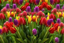 5- Mixed Triumph Tulip Flower Bulbs Mixed Rainbow White Red Purple Yellow